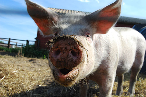 Pig enjoying Hillside Animal Sanctuary, taken by Katrina Martin