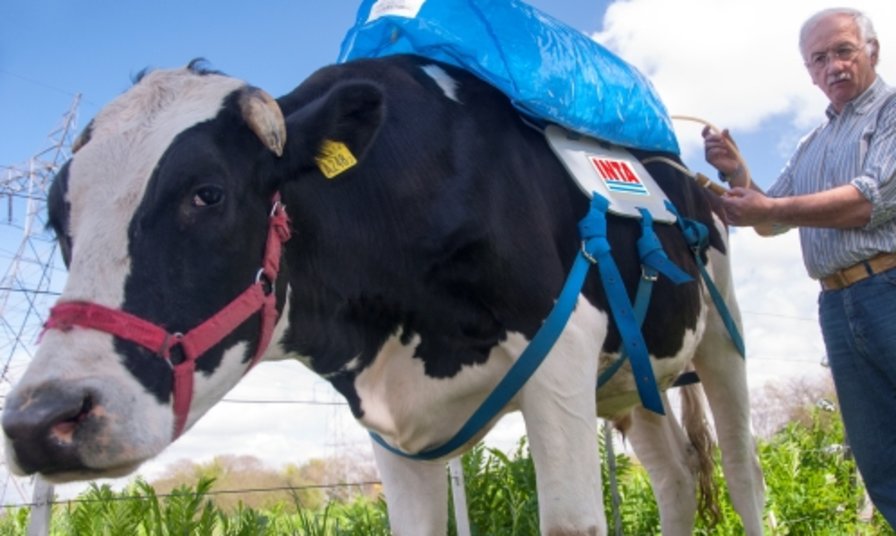 Cow fart backpack