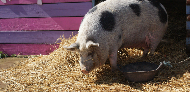 Pig at FARS Animal sanctuary