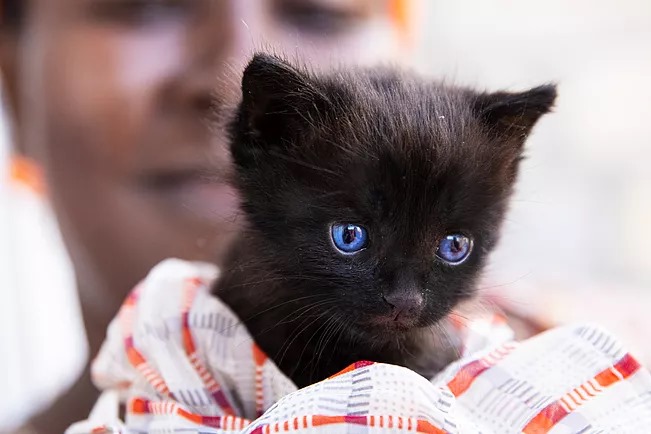 A black kitten with bright blue eyes being held by a woman