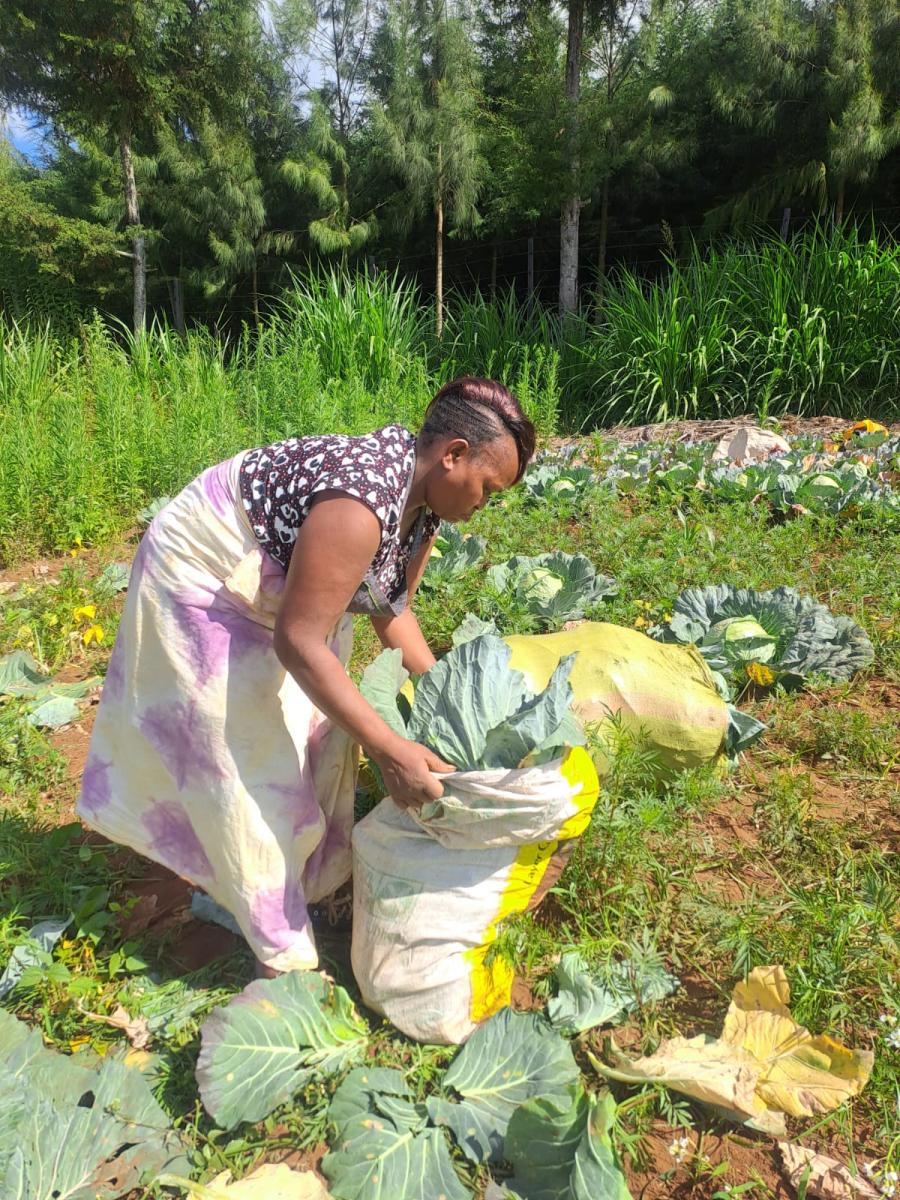 Woman in field collecting vegetable harvest