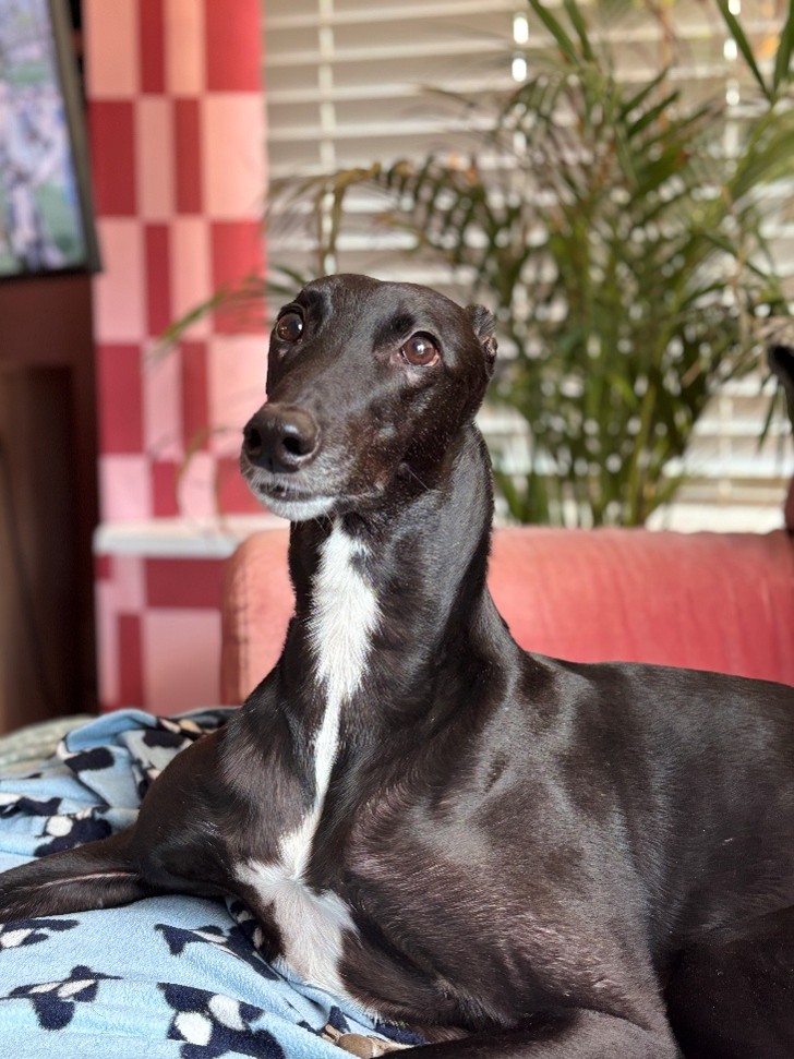Greyhound Roma sitting on a bed with a window and plant in the background