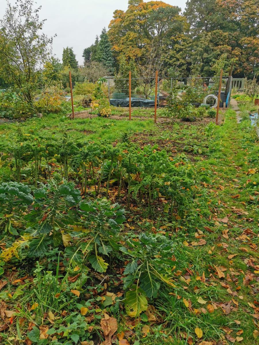 The allotment on the first day the family took it on. Grass growing over most of the beds, in need of lots of work