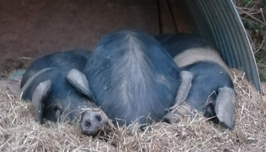 image of pigs, Flora, Fauna and Fabulous lying down in a row