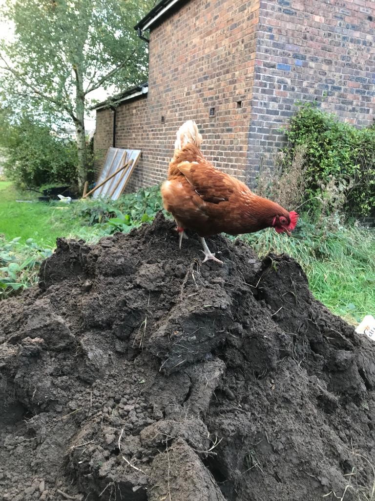 hen outside walking in the mud