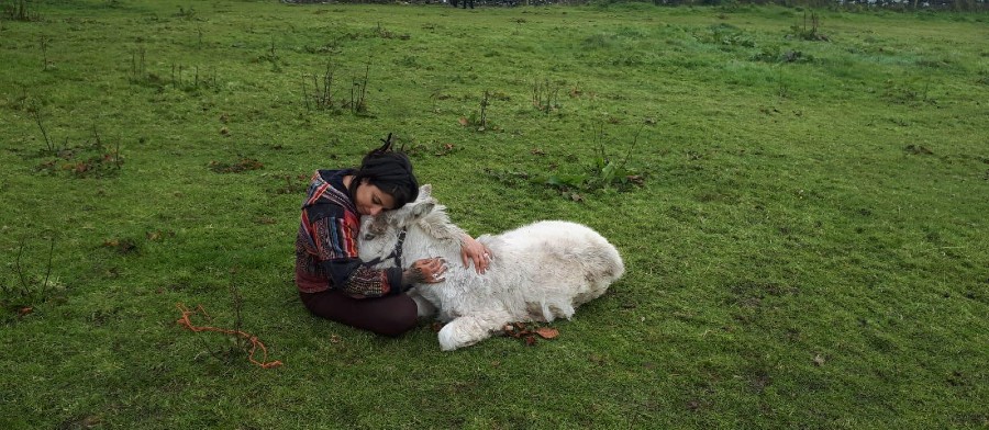 image of sepi in a field hugging a donkey