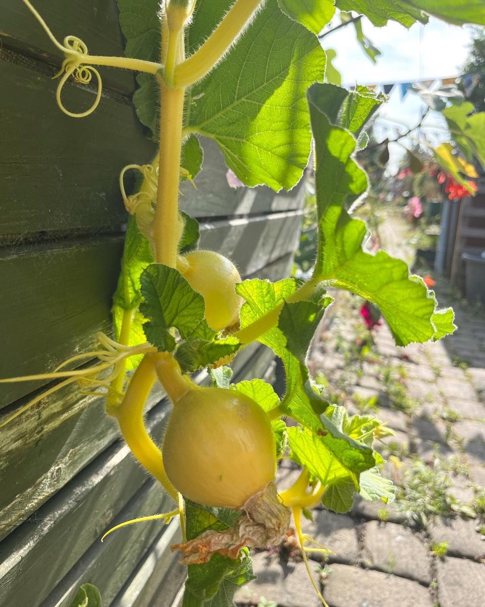 climbing squash plant