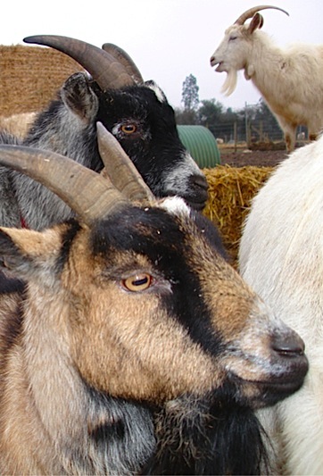 Go vegan for the planet and future generations - Blog