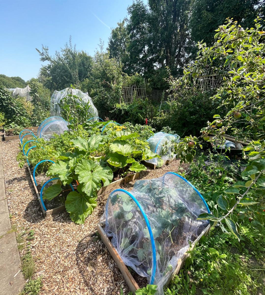 plants in an allotment