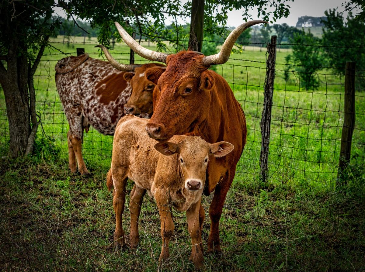 Mother cow and calf