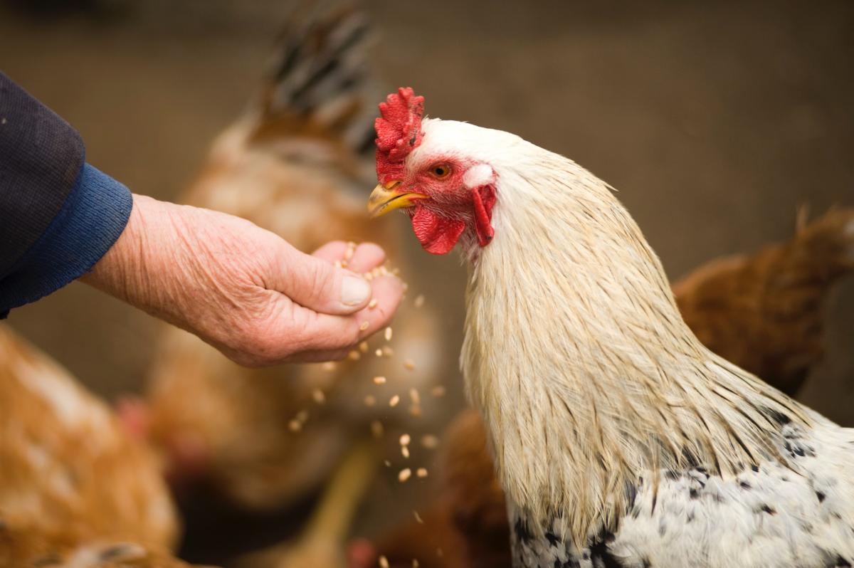 Kindness to a chicken