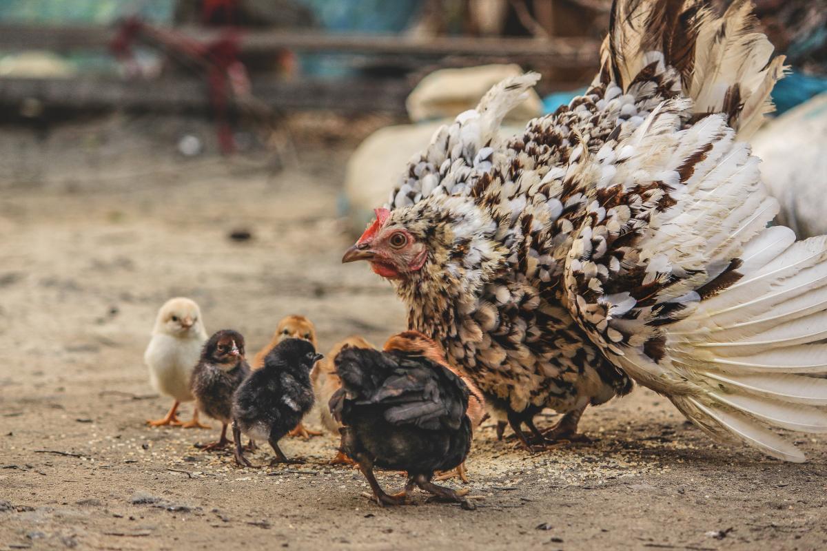 Mother hen and chicks