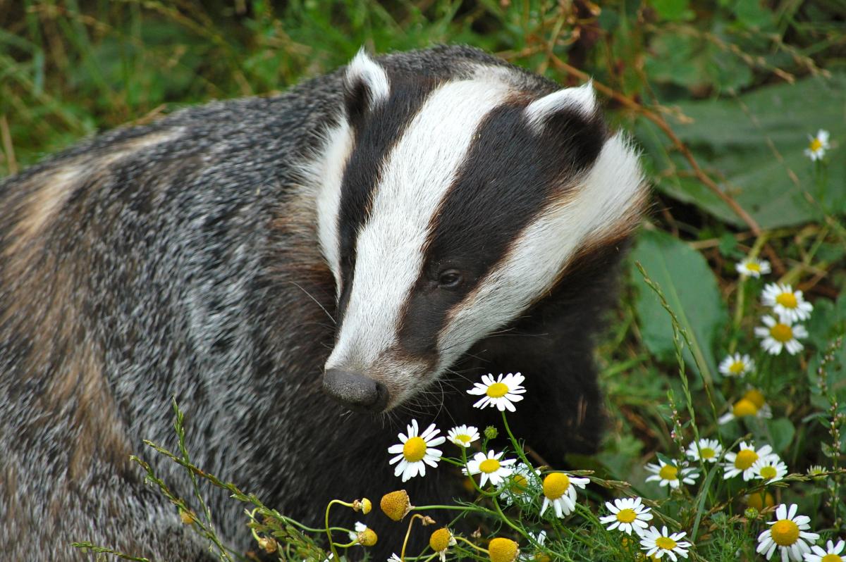 Badger and daisies