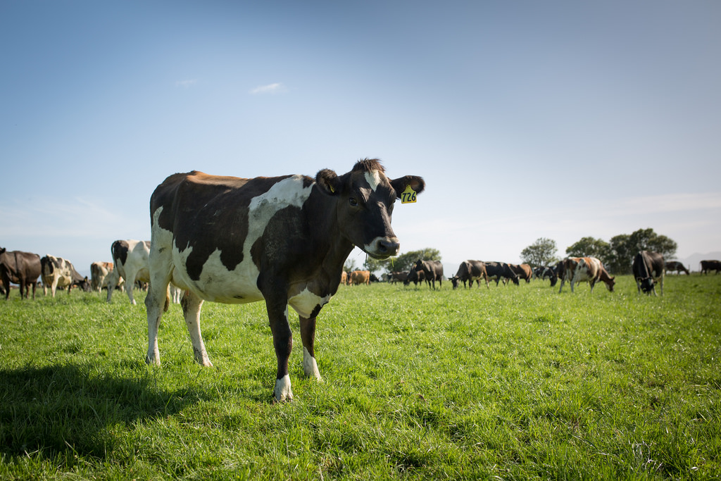 cow in field