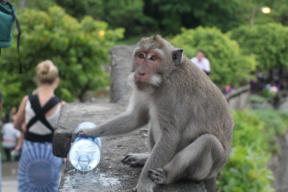 Monkey with water bottle