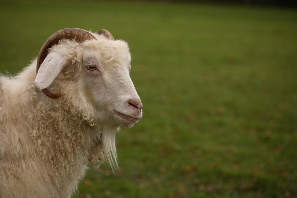 Sheep in field 