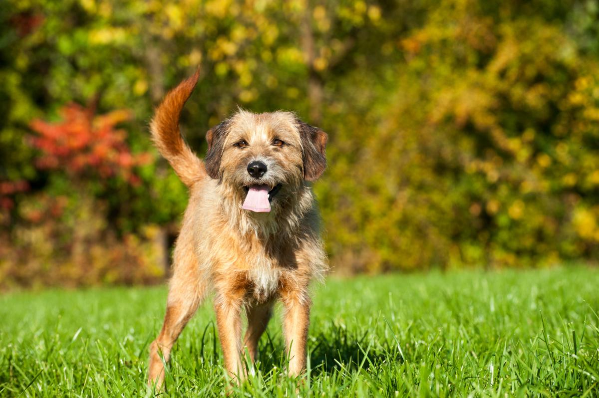 Dog in field