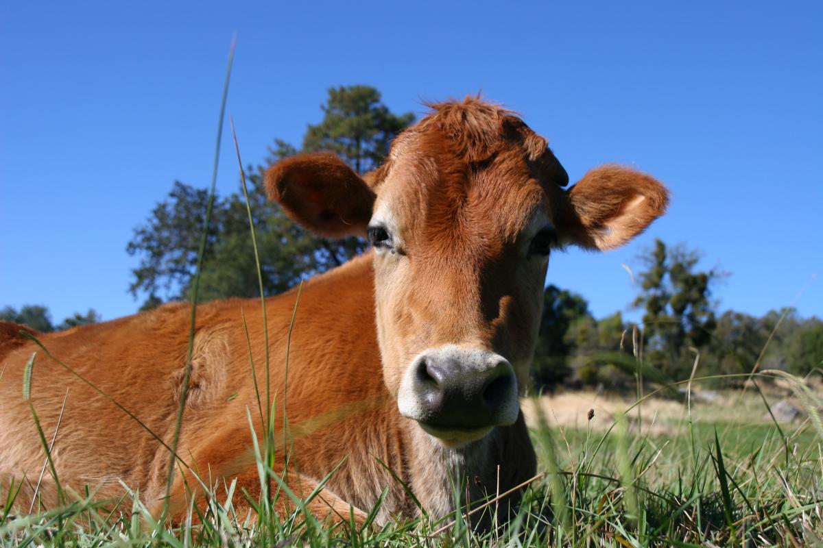 Rescued cow in field