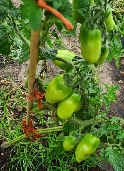 san marzano tomatos