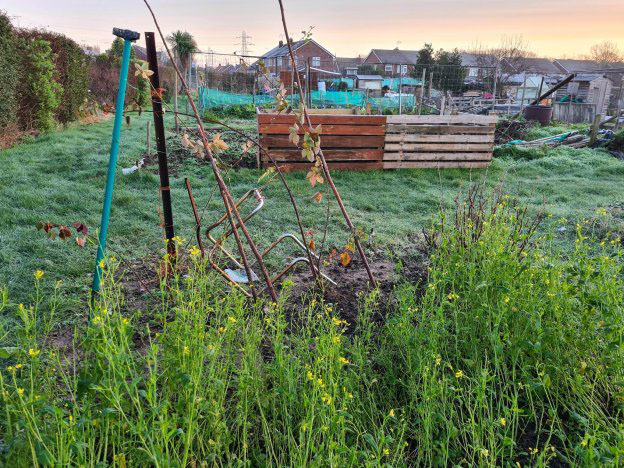 Yellow mustard green manure growing in winter 2020-2021. Green manure keeps the soil covered and suppresses weeds while it’s not being cultivated, and its biomass can be dug back in to improve the soil.