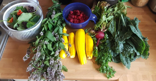 Early harvest, summer 2020 - nasturtium leaves and flowers, white peppermint, yellow courgettes, raspberries, radishes and Cavolo Nero