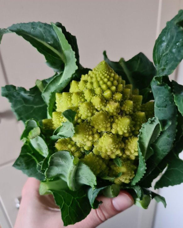 Hand holding Romanesco cauliflower