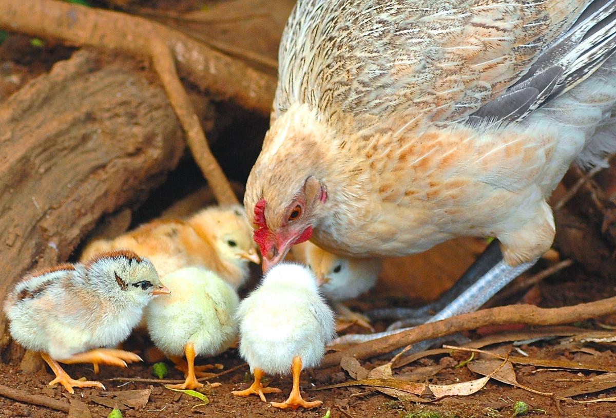 image of a hen with her chicks