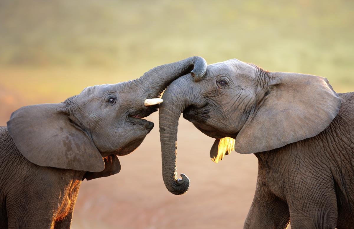 Elephants greeting each other