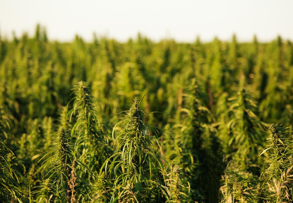 plants in field