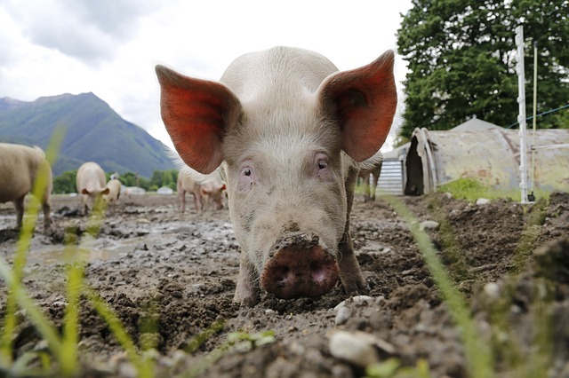 Pigs in a field