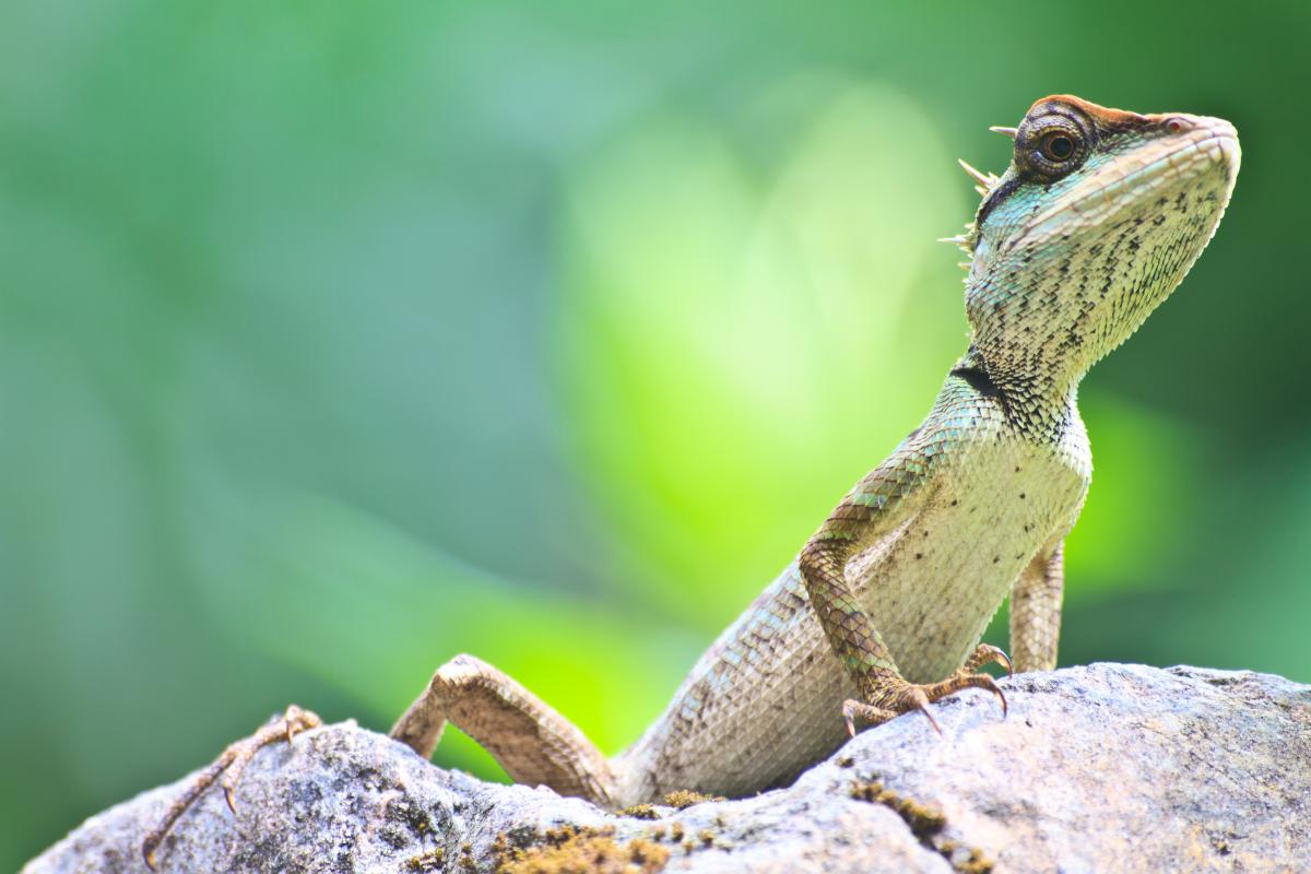 Lizard on a rock