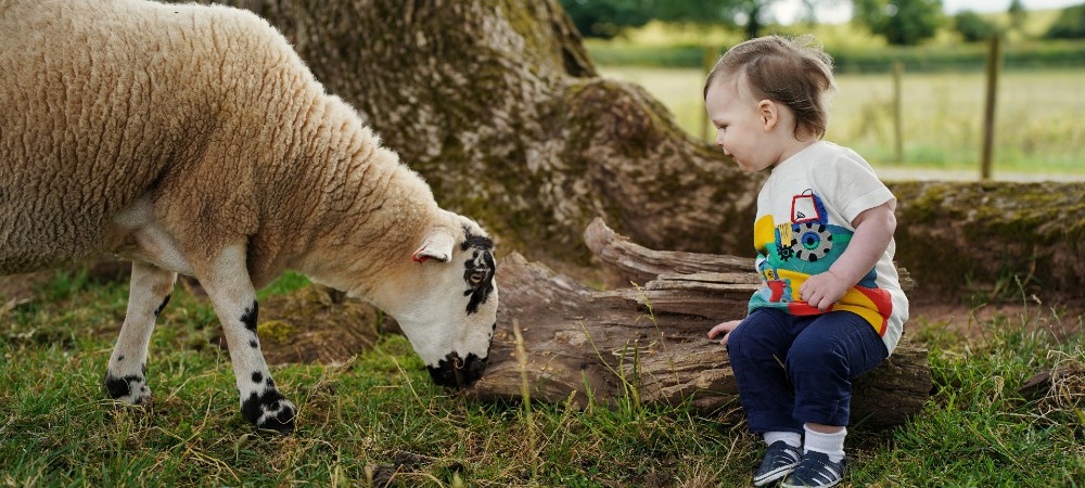 young child with sheep