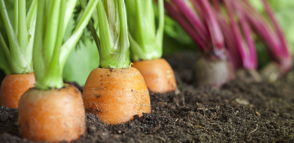 A row of carrot tops above soil.