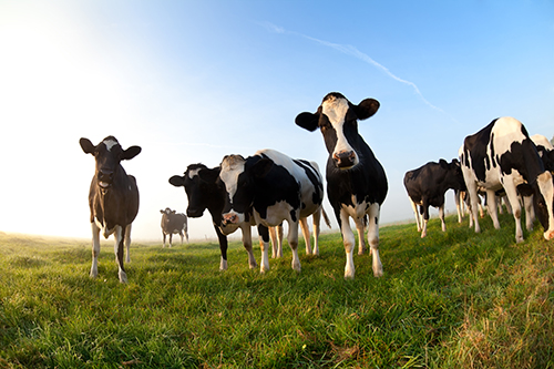 Cows deserve a right to life and freedom; go vegan with help from The Vegan Society