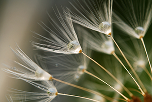 Dandelions may help with hayfever