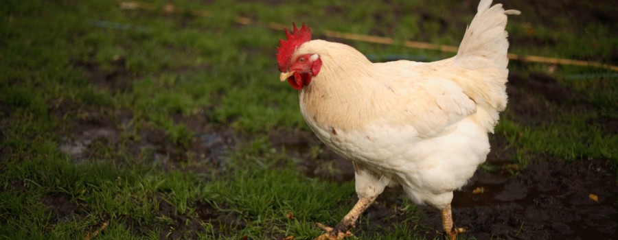 chicken walking across a field