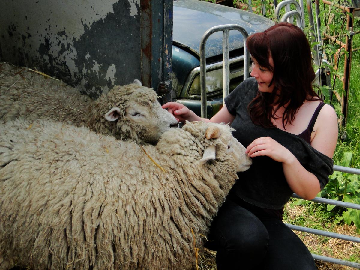 Stroking a sheep