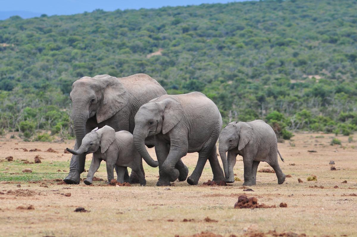 family of elephants in the wild