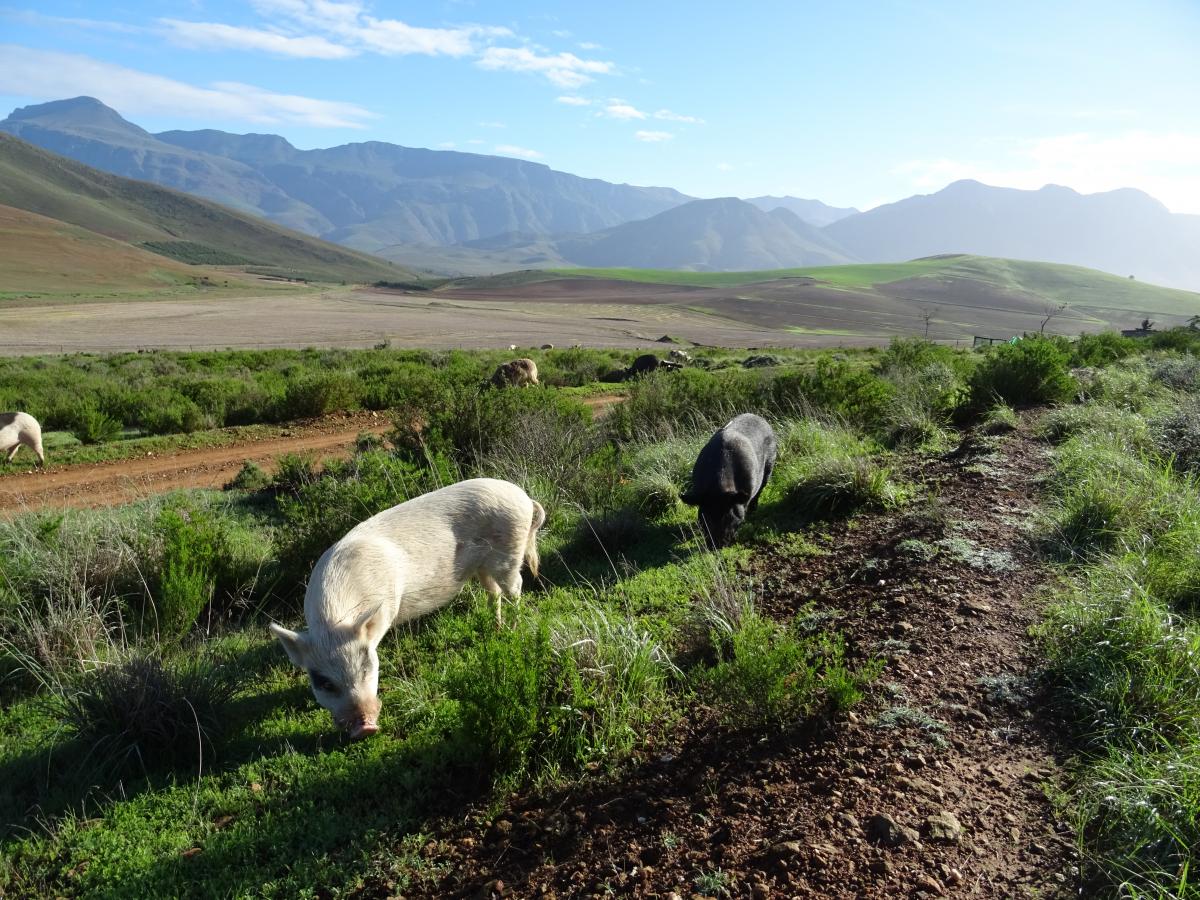 Pigs running free over the sanctuary
