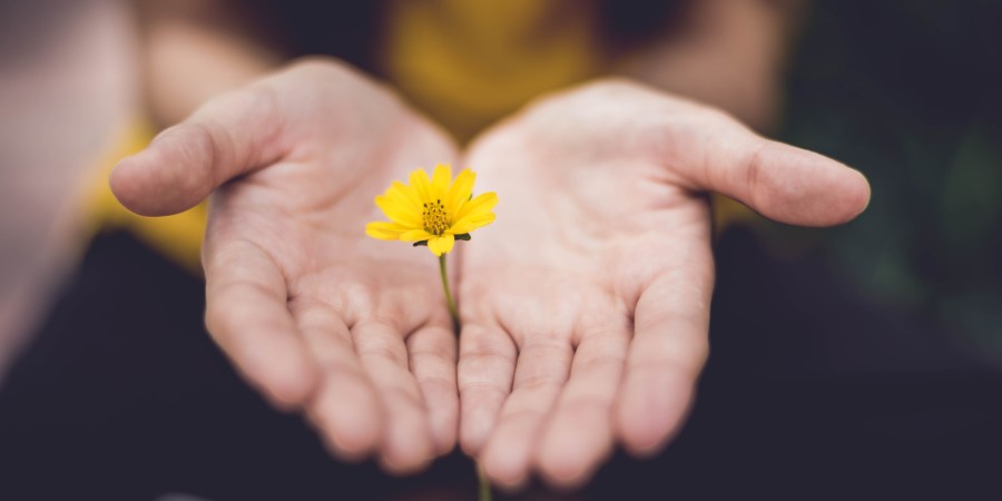 hands holding out a yellow flower