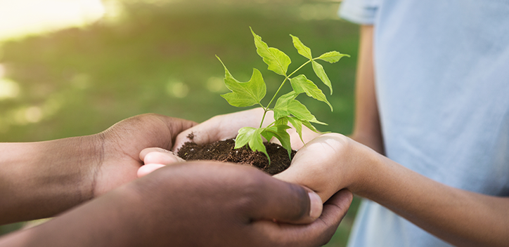 hands holding a plant together 