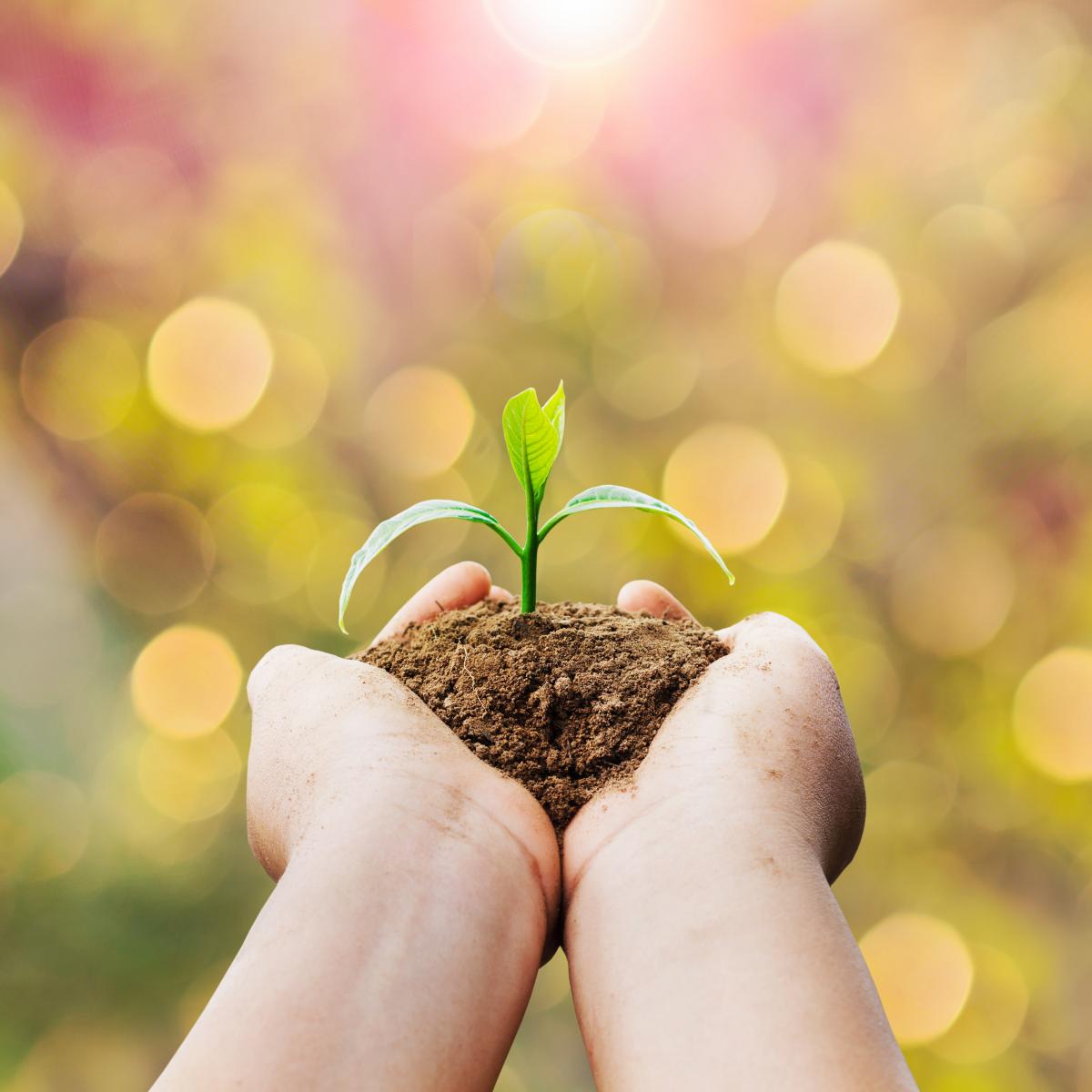 hands holding sprouting plant