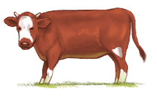 brown bull