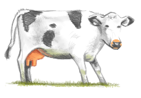 cow