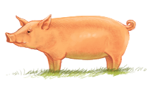 pig