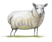 sheep 