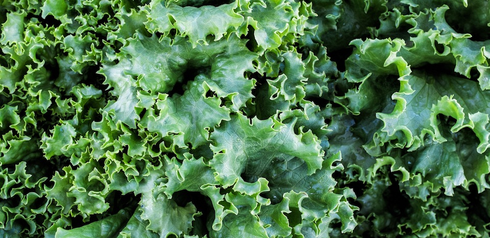 A close up of kale.