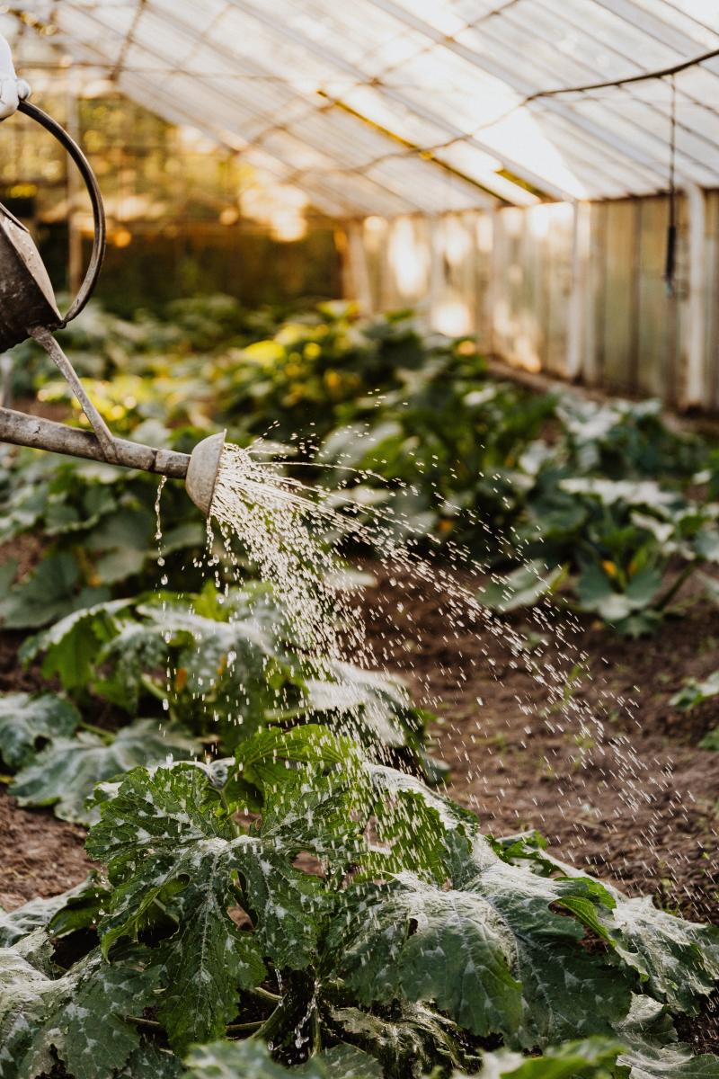 watering can watering plants