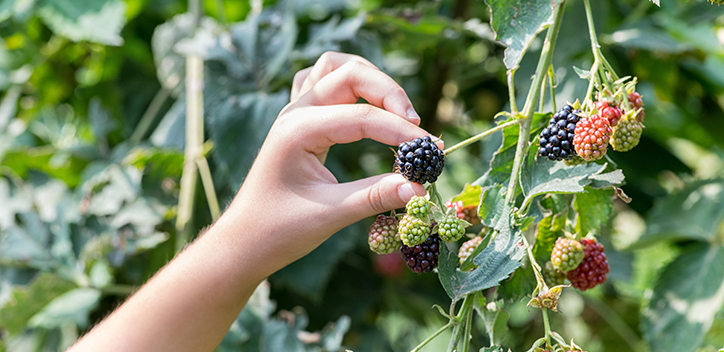 person picking berries from a tree