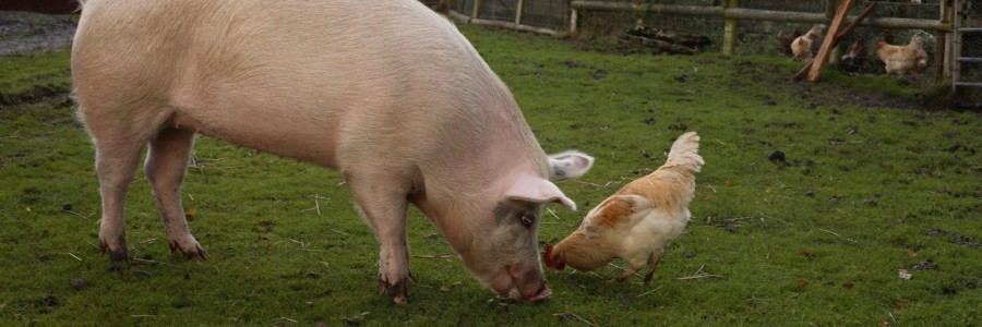 pig and cow in a field together